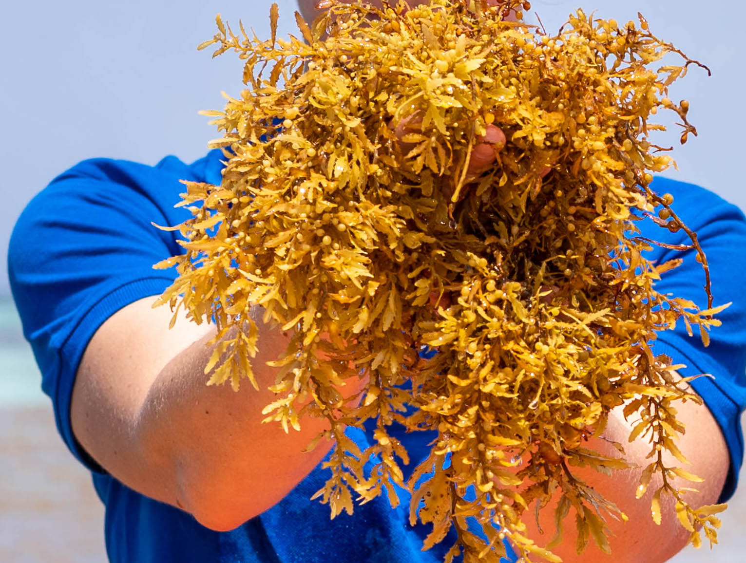 Origin by Ocean derives its materials from sargassum