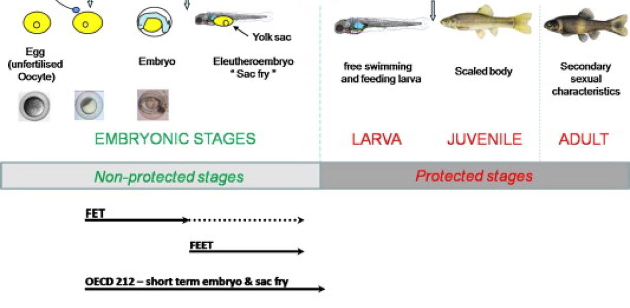 ECHA will evaluate the fish embryo toxicity test