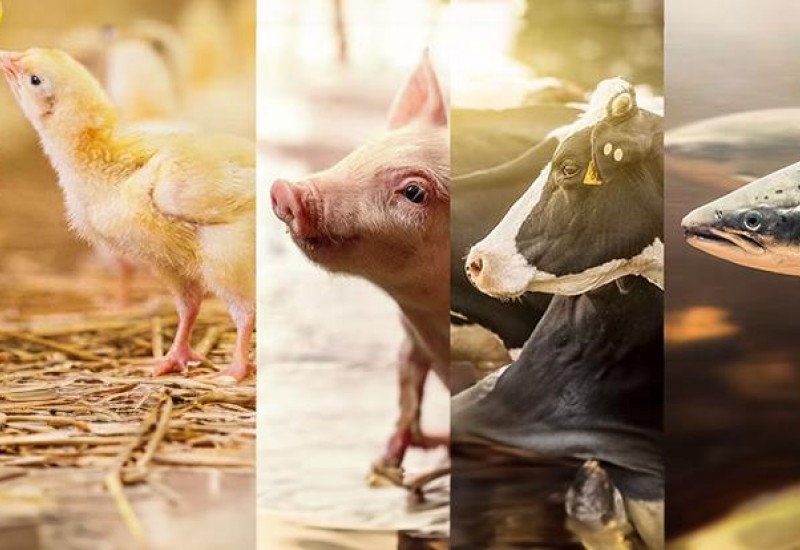 Court finds against Symrise on animal tests Speciality Chemicals Magazine