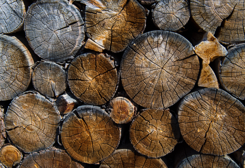 wood to biochemicals